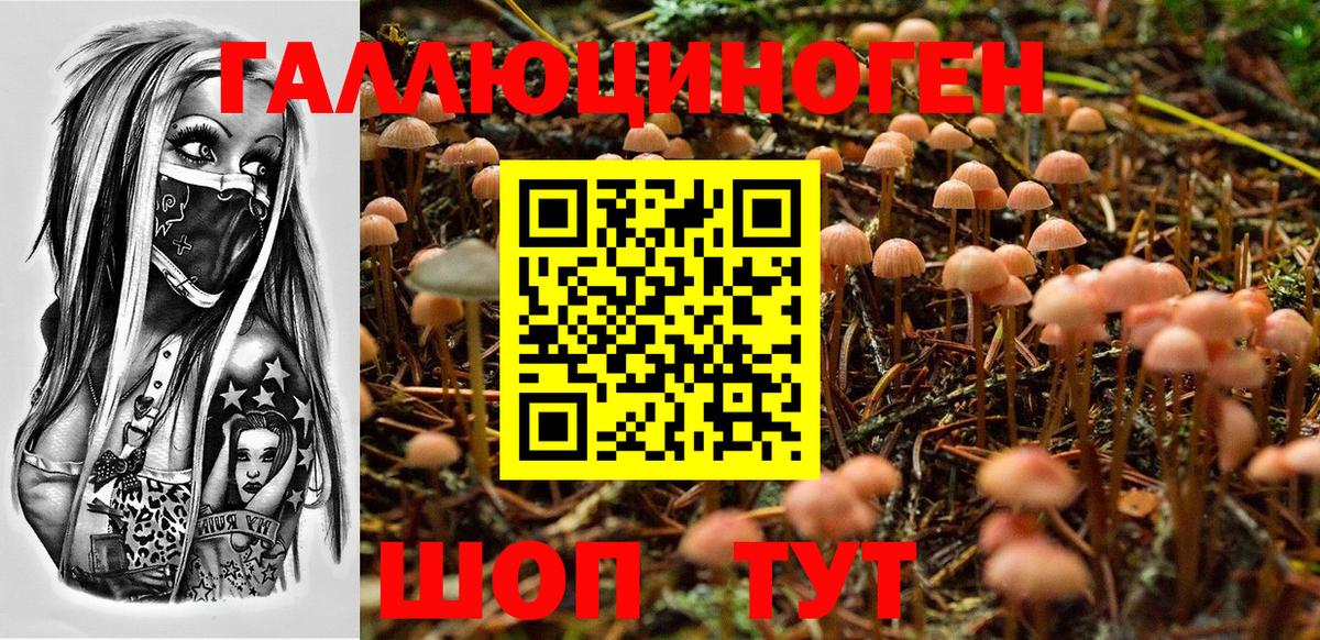 Кандалакша  Галлюциногенные грибы Psilocybine cubensis  Вход с VPN 